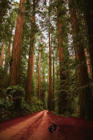 學(xué)校籃球場館木地板哪里買好2