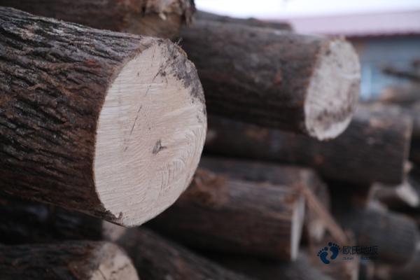 籃球館楓木運(yùn)動(dòng)木地板3